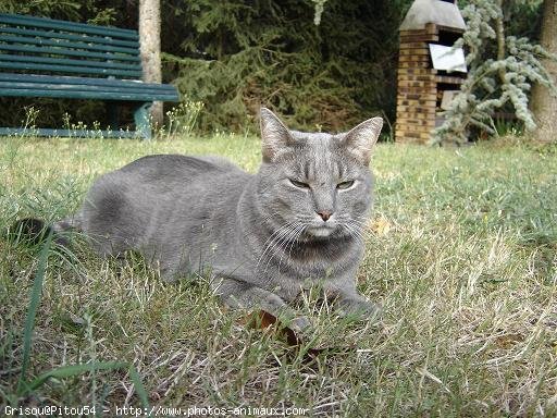 Photo de Chat domestique