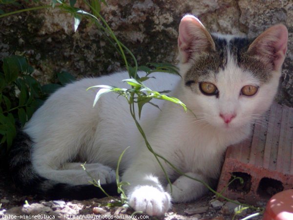 Photo de Chat domestique