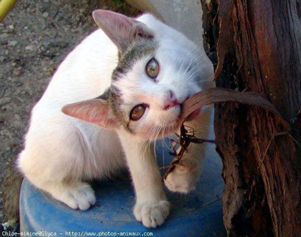 Photo de Chat domestique