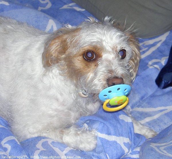 Photo de Parson russell terrier