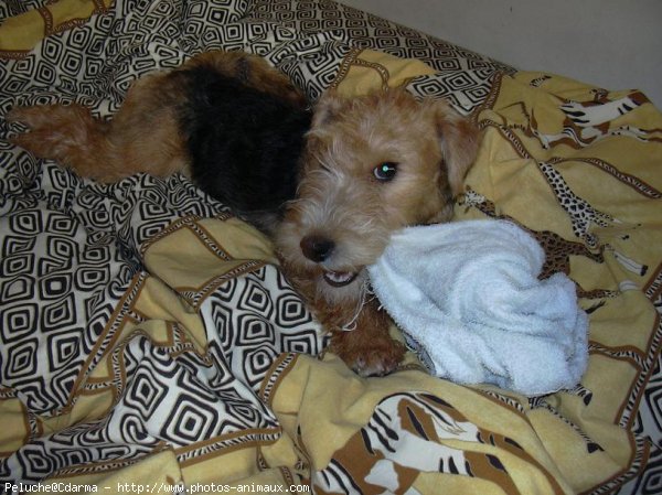 Photo de Lakeland terrier