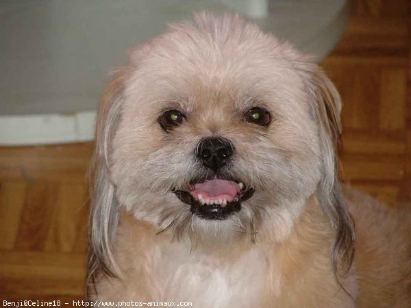 Photo de Lhassa apso