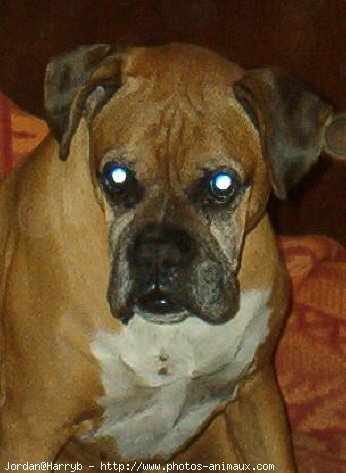 Photo de Boxer