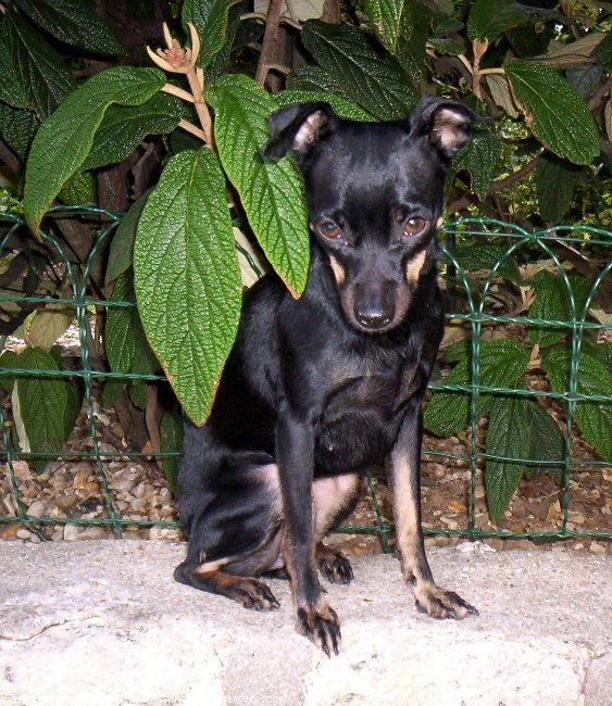 Photo de Pinscher nain