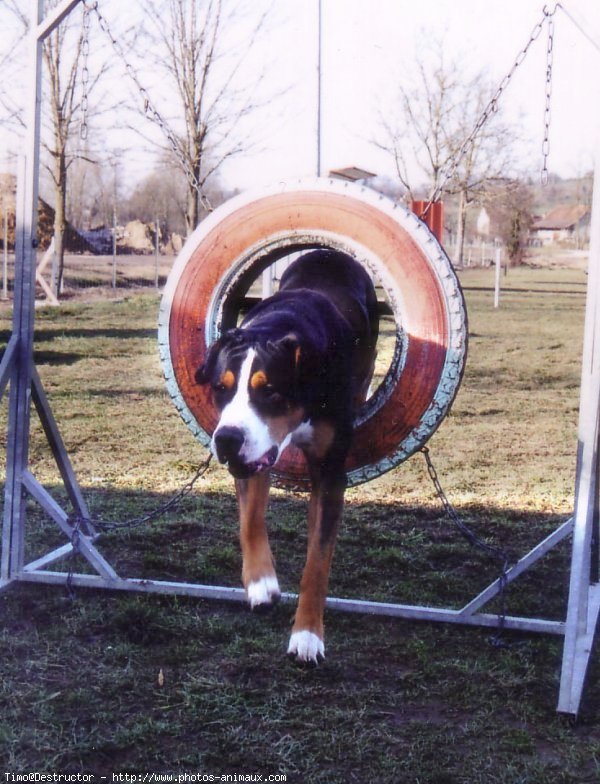 Photo de Grand bouvier suisse