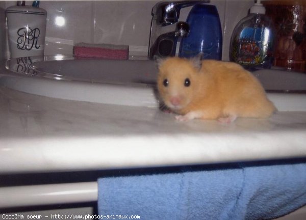 Photo de Hamster