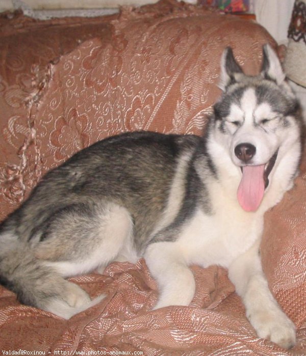 Photo de Husky siberien