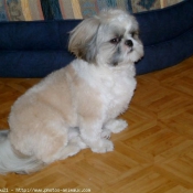 Photo de Shih tzu