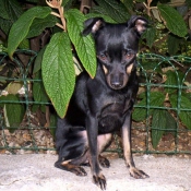 Photo de Pinscher nain