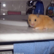 Photo de Hamster