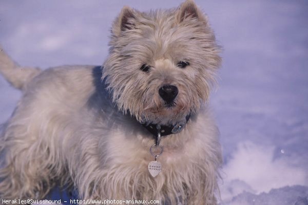 Photo de West highland white terrier