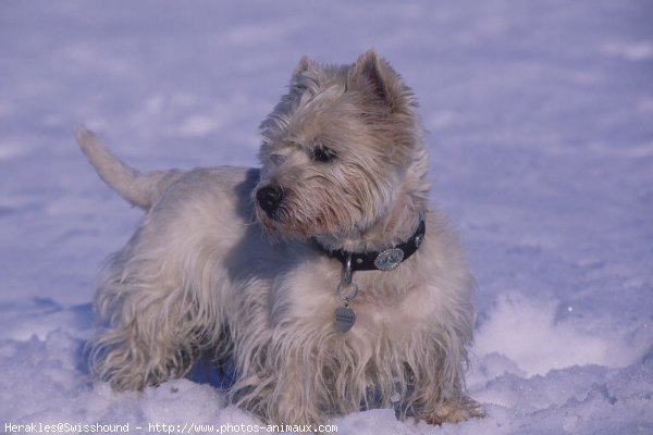 Photo de West highland white terrier