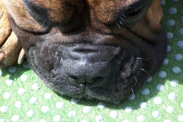 Photo de Boxer