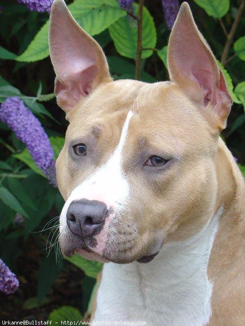 Photo d'American staffordshire terrier