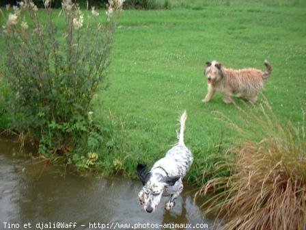 Photo de Races diffrentes