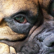 Photo de Boxer