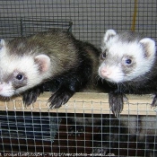 Photo de Furet