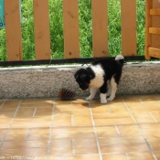 Photo de Border collie