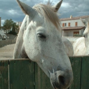 Photo de Camargue