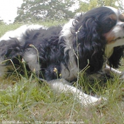 Photo de Cavalier king charles spaniel