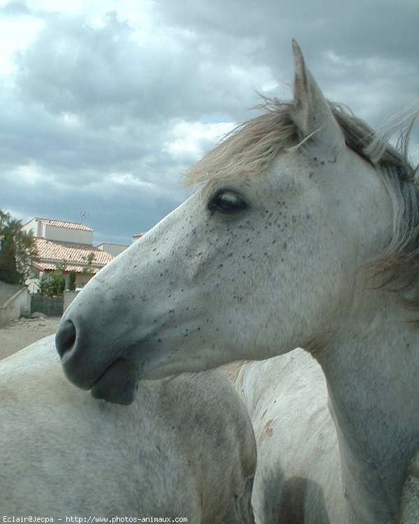 Photo de Camargue