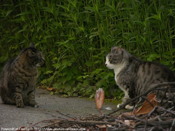 Photo de Chat domestique