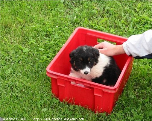 Photo de Border collie