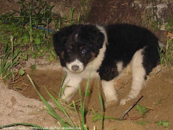 Photo de Border collie