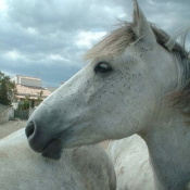 Photo de Camargue