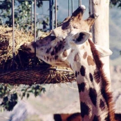 Photo de Girafe