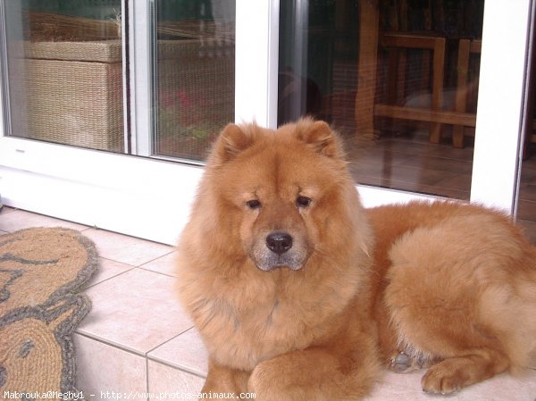 Photo de Chow chow