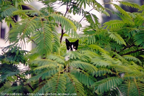 Photo de Chat domestique