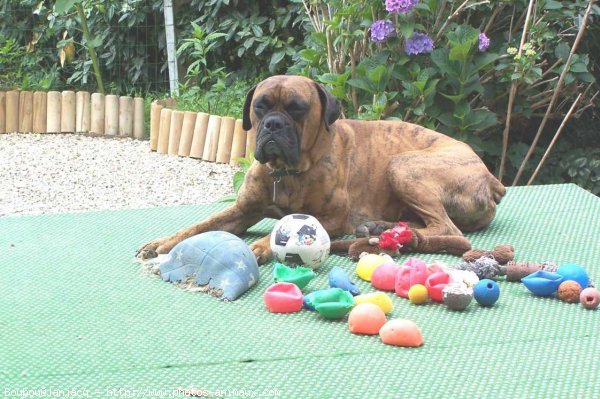 Photo de Boxer