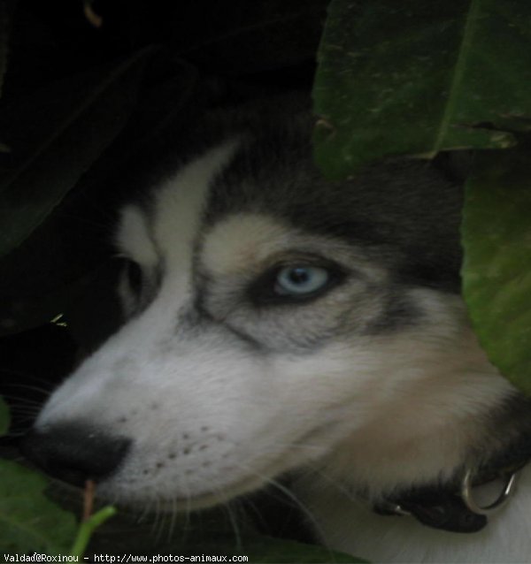 Photo de Husky siberien