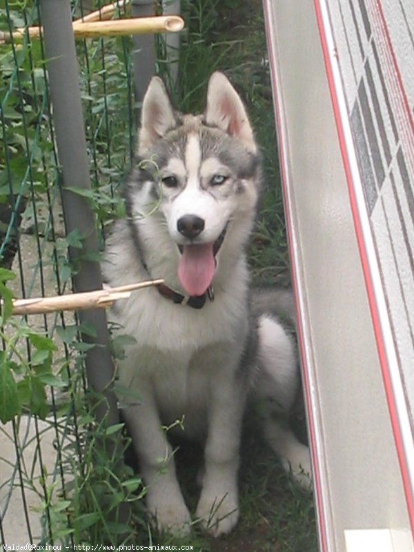 Photo de Husky siberien