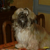 Photo de Shih tzu