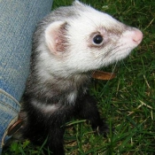 Photo de Furet