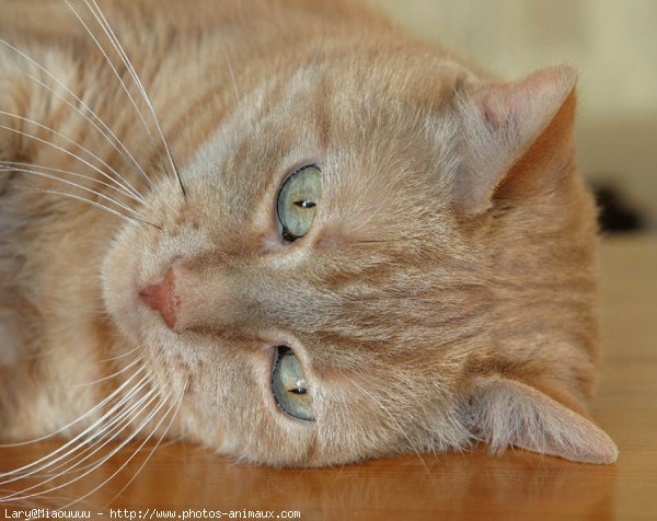 Photo de Chat domestique