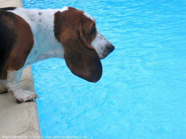 Photo de Basset hound