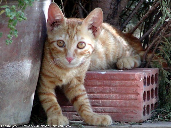 Photo de Chat domestique