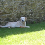 Photo de Golden retriever