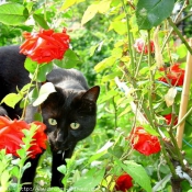 Photo de Chat domestique