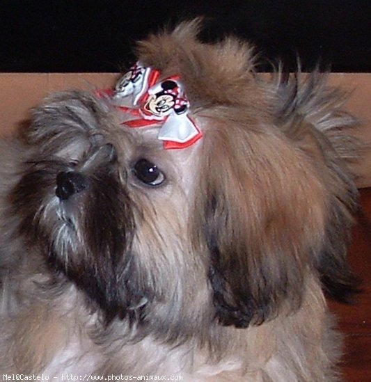 Photo de Lhassa apso