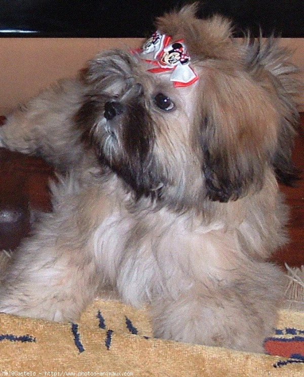 Photo de Lhassa apso