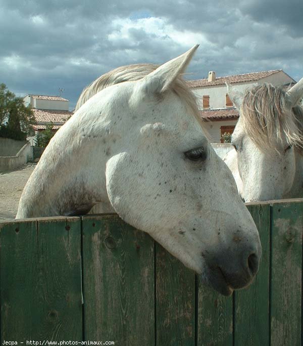 Photo de Camargue