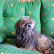 Photo de Lhassa apso