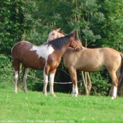 Photo de Races diffrentes