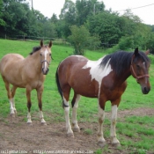 Photo de Races diffrentes