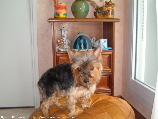 Photo de Yorkshire terrier