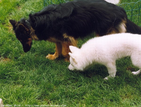 Photo de Berger blanc suisse